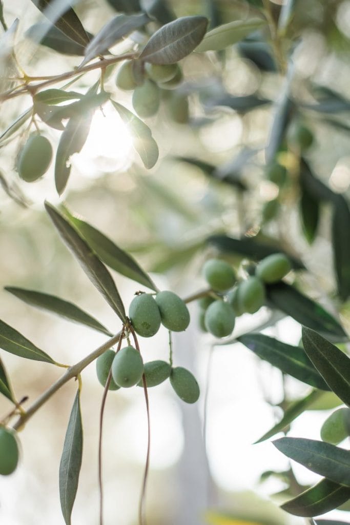 Patarimai kaip išsirinkti kokybišką alyvuogių aliejų